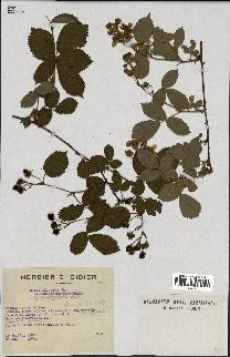 spécimen de Rubus plicatus