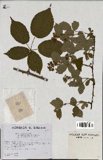 spécimen de Rubus plicatus