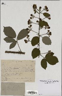 spécimen de Rubus sp.