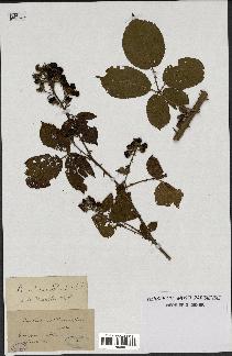 spécimen de Rubus rhamnifolius