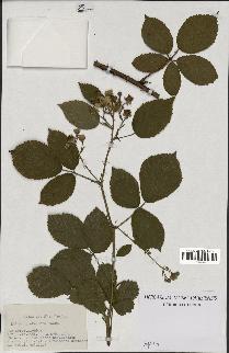 spécimen de Rubus hypomalacus