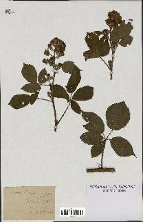 spécimen de Rubus cenomanensis