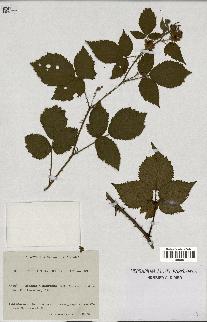 spécimen de Rubus cimbricus