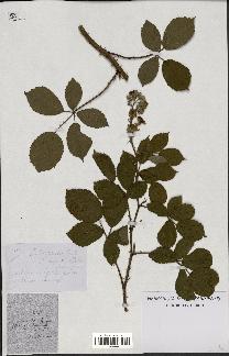 spécimen de Rubus maassii