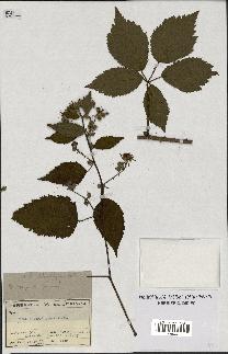 spécimen de Rubus chlorothyrsus