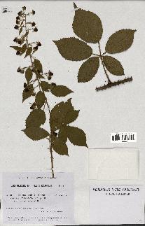 spécimen de Rubus chlorothyrsus