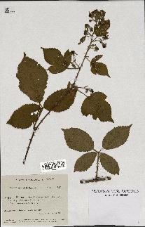 spécimen de Rubus chlorothyrsus