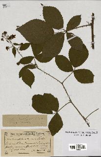 spécimen de Rubus chlorothyrsus