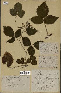 spécimen de Rubus rivularis