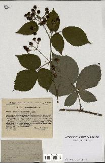 spécimen de Rubus macrostachys