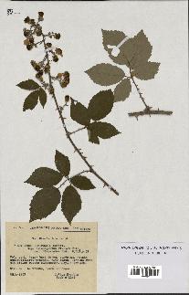 spécimen de Rubus ulmifolius