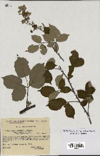 spécimen de Rubus ulmifolius