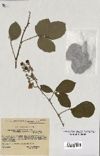 spécimen de Rubus ulmifolius