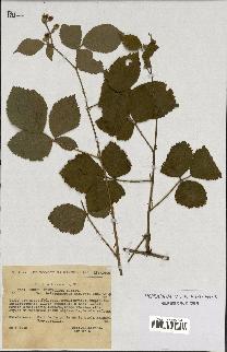 spécimen de Rubus ulmifolius