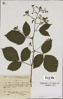 spécimen de Rubus sprengelii