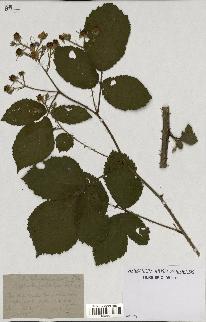 spécimen de Rubus schmidelyanus