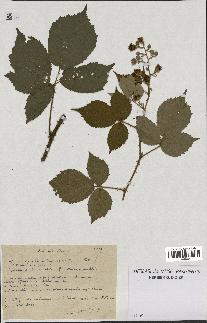 spécimen de Rubus hypoleucus