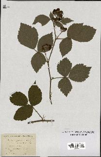 spécimen de Rubus hypoleucus