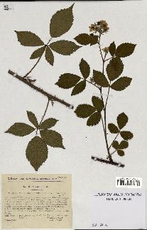 spécimen de Rubus hemistemon