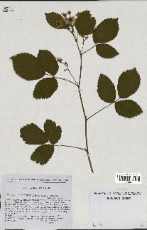 spécimen de Rubus hemistemon