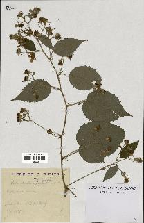 spécimen de Rubus adscitus