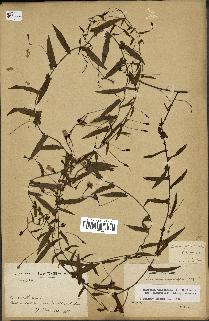 spécimen de Merremia tridentata