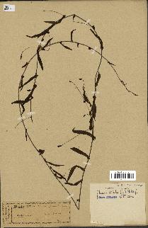 spécimen de Merremia tridentata