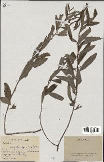 spécimen de Indigofera squalida