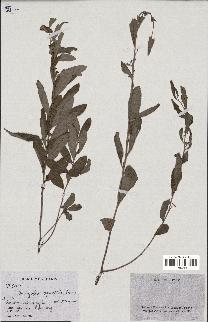 spécimen de Indigofera squalida