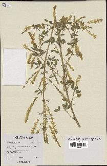 spécimen de Melilotus officinalis