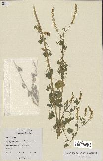 spécimen de Melilotus albus