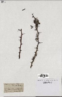 spécimen de Acacia gummifera