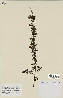 spécimen de Cytisus arboreus