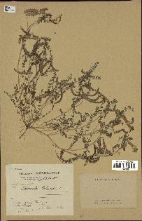 spécimen de Biserrula pelecinus