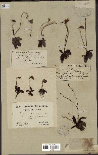 spécimen de Pinguicula vulgaris