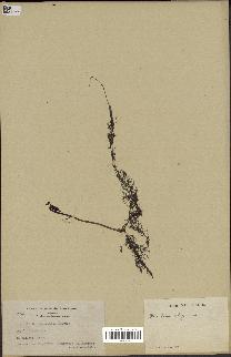 spécimen de Utricularia vulgaris
