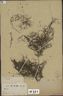 spécimen de Utricularia gibba