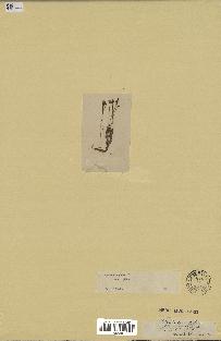 spécimen de Utricularia gibba