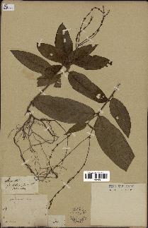 spécimen de Ruellia sp.