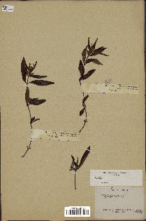 spécimen de Ruellia sp.