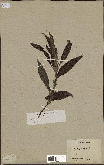 spécimen de Ruellia sp.