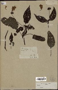 spécimen de Ruellia sp.