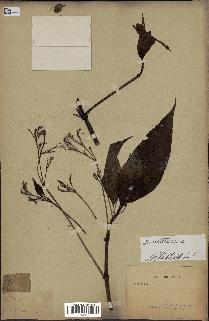 spécimen de Ruellia sp.