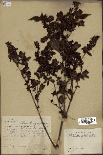 spécimen de Strobilanthes poilanei