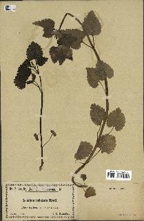 spécimen de Lamium inflatum