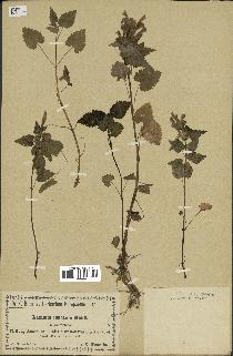spécimen de Lamium inflatum