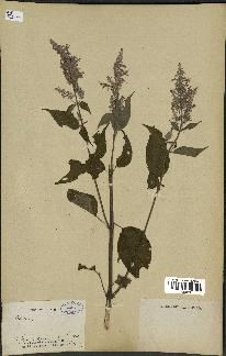 spécimen de Salvia sp.