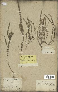 spécimen de Micromeria juliana