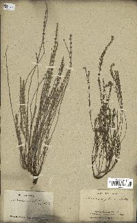 spécimen de Micromeria juliana