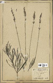 spécimen de Lavandula spica